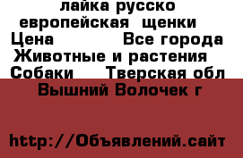 лайка русско-европейская (щенки) › Цена ­ 5 000 - Все города Животные и растения » Собаки   . Тверская обл.,Вышний Волочек г.